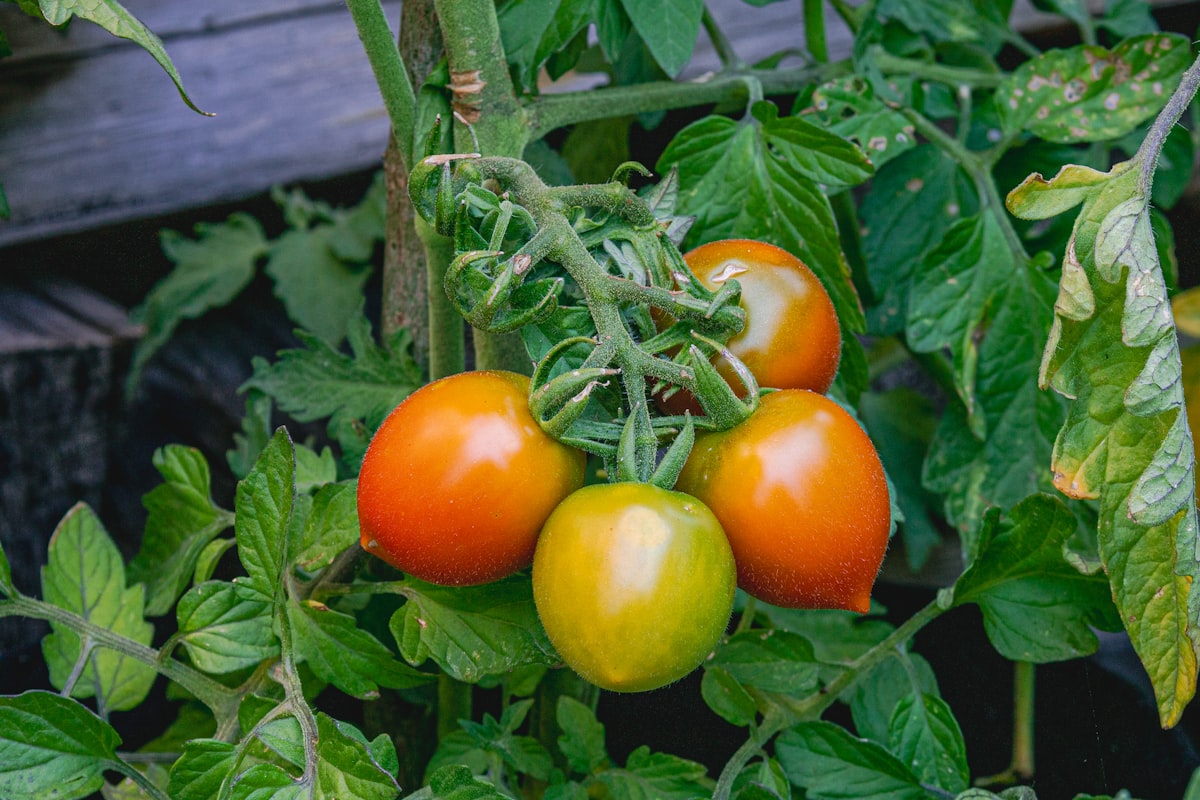 Pane integrale fatto in casa con lievito naturale